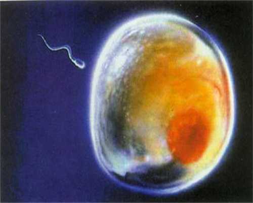 正规的捐卵行为需要经历哪些过程呢？