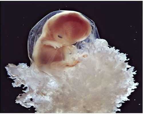捐卵有危害吗:温度对试管婴儿卵母细胞提取过程