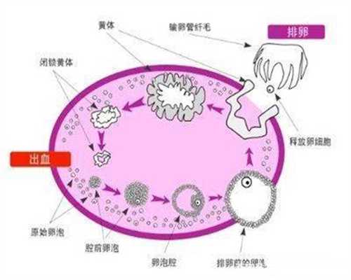 武汉地区关于捐卵的常识内容介绍