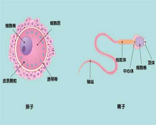 重庆中国女生捐卵，如何确诊是多囊卵巢