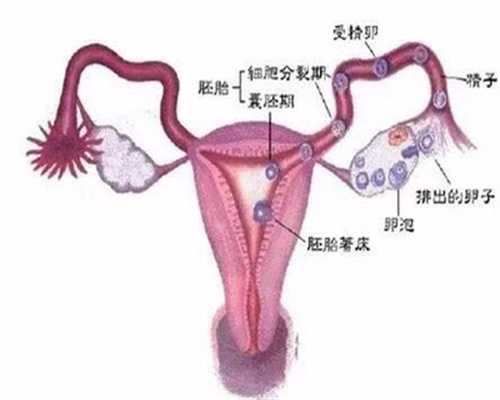 常德专业捐卵,广州供卵试管碧雅威国际医院如何提高试管婴儿成功率？_1