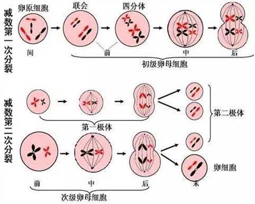 惠州喜宝捐卵，同卵双胞胎的产生原因_1