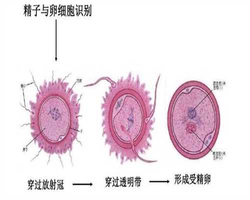 杭州找捐卵者_试管婴儿促排，为什么会出现空卵泡_1