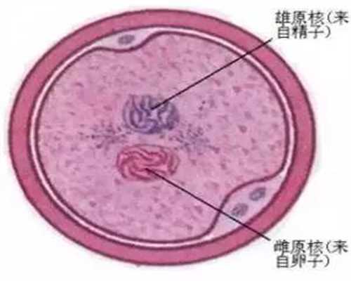 抚顺正规捐卵平台_广州供卵试管试管婴儿胚胎着床过程_1