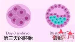 南京供卵试管供卵试管联系电话，卵巢肿瘤可以供卵吗